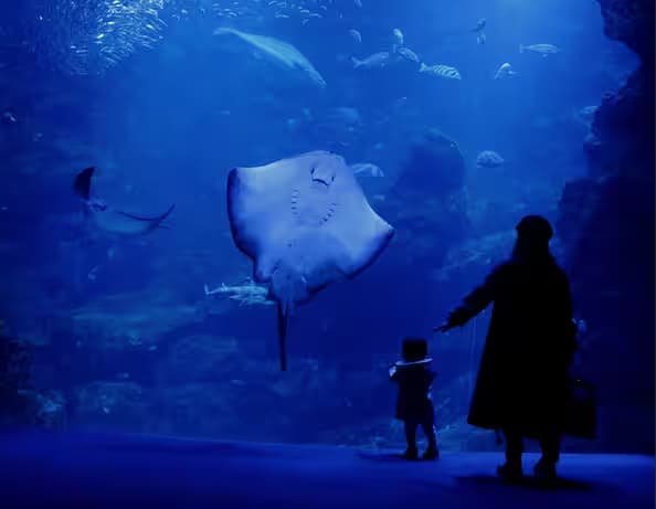 A large ray swimming in the main tank at Cretaquarium Thalassokosmos near Heraklion, Crete, a top marine life attraction in Greece
