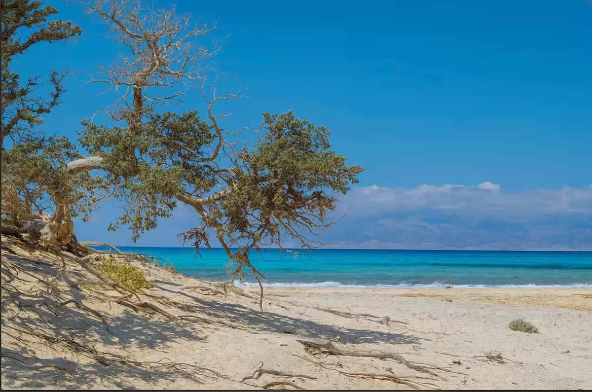 Pristine golden sand beach and protected juniper trees of Chrissi Island (Gaidouronisi), South Crete, with crystal-clear turquoise waters